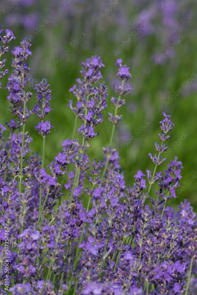 Obraz premium Lavender (Lavandula) Used in medicine, cosmetics and aromatherapy; has anti-inflammatory, antiseptic and repellent effects. The species is widely used in gastronomy as a spice
