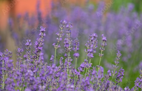 Lavender (Lavandula) Used in medicine, cosmetics and aromatherapy; has anti-inflammatory, antiseptic and repellent effects. The species is widely used in gastronomy as a spice