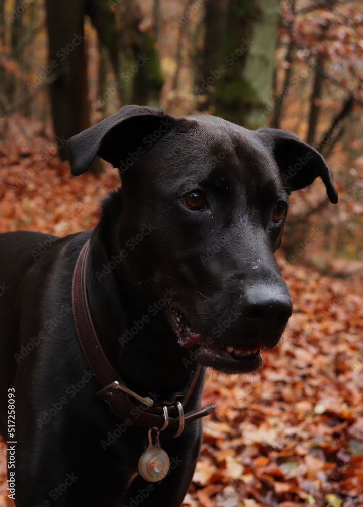 Black labrador retriever dog wearing a brown collar standing in the Palatinate forest of Germany on a fall day. Black labrador retriever dog wearing a brown collar standing in the Palatinate forest of Germany on a fall day.