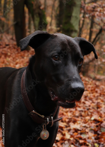 Black labrador retriever dog wearing a brown collar standing in the Palatinate forest of Germany on a fall day.