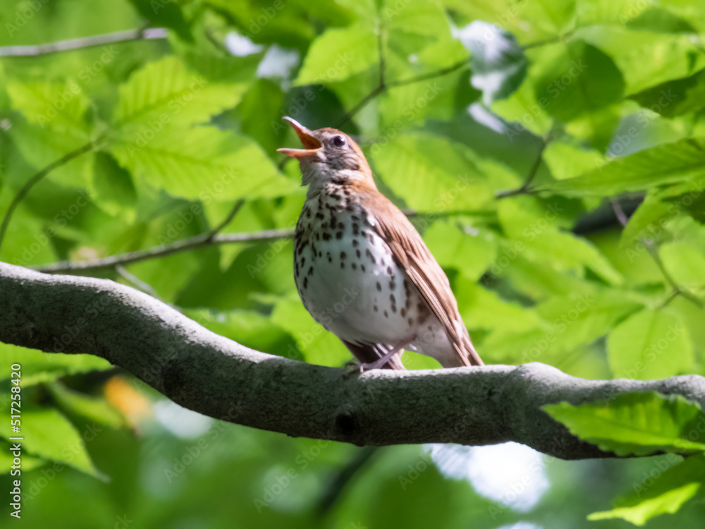 bird on branch bird on branch