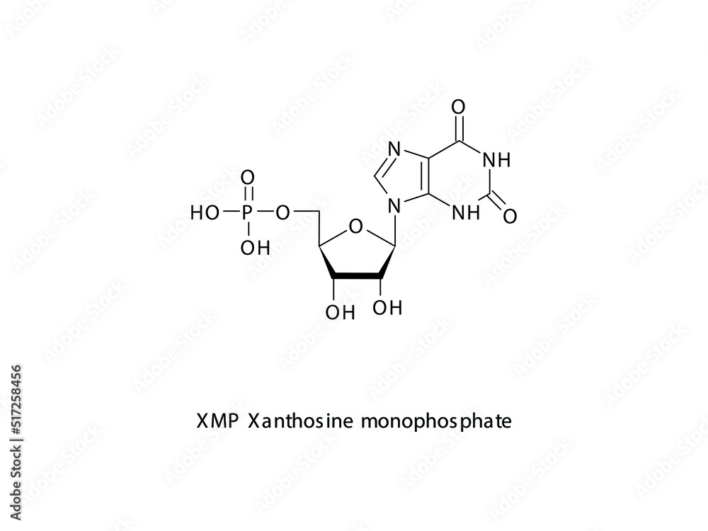 Obraz premium XMP Xanthosine monophosphate Nucleotide molecular structure on white background. DNA and RNA building block - nitrogenous base, sugar and phosphate.