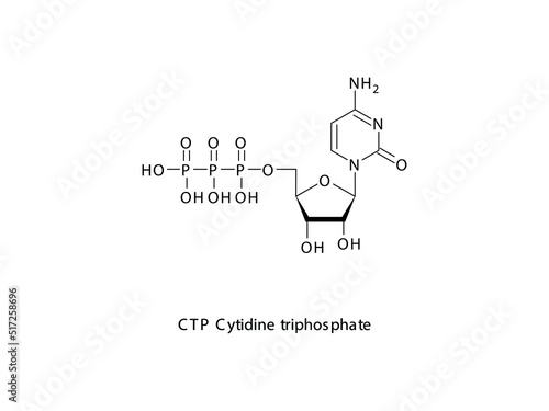 CTP Cytidine triphosphate Nucleoside molecular structure on white background. DNA and RNA building block - nitrogenous base, sugar and phosphate.