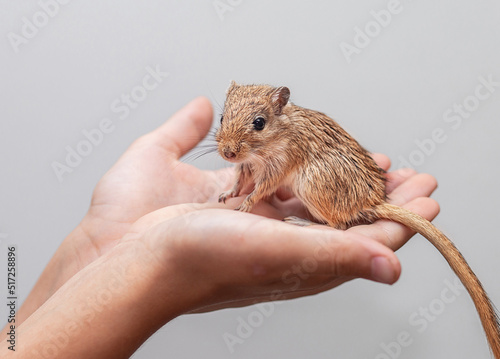 Mongolian gerbils (Meriones) as a pet