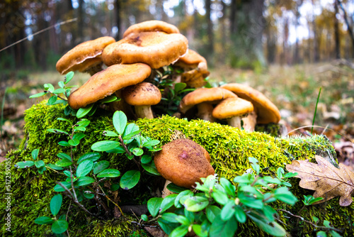 Beautiful cluster of honey mushrooms has grown among green moss and blueberry bushes against the backdrop of an autumn forest.