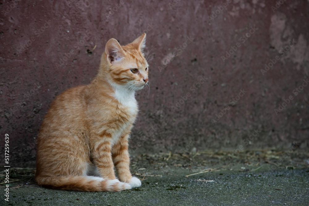 Little rusty kitty sitting near the old wall and looking forward, city animals Little rusty kitty sitting near the old wall and looking forward, city animals