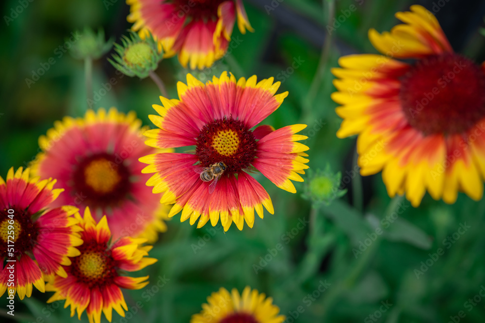Nice summer yellow and red flowers with bee at sunny evening, macro nature and flora Nice summer yellow and red flowers with bee at sunny evening, macro nature and flora