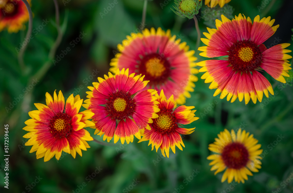 Nice summer yellow and red flowers with bee at sunny evening, macro nature and flora Nice summer yellow and red flowers with bee at sunny evening, macro nature and flora