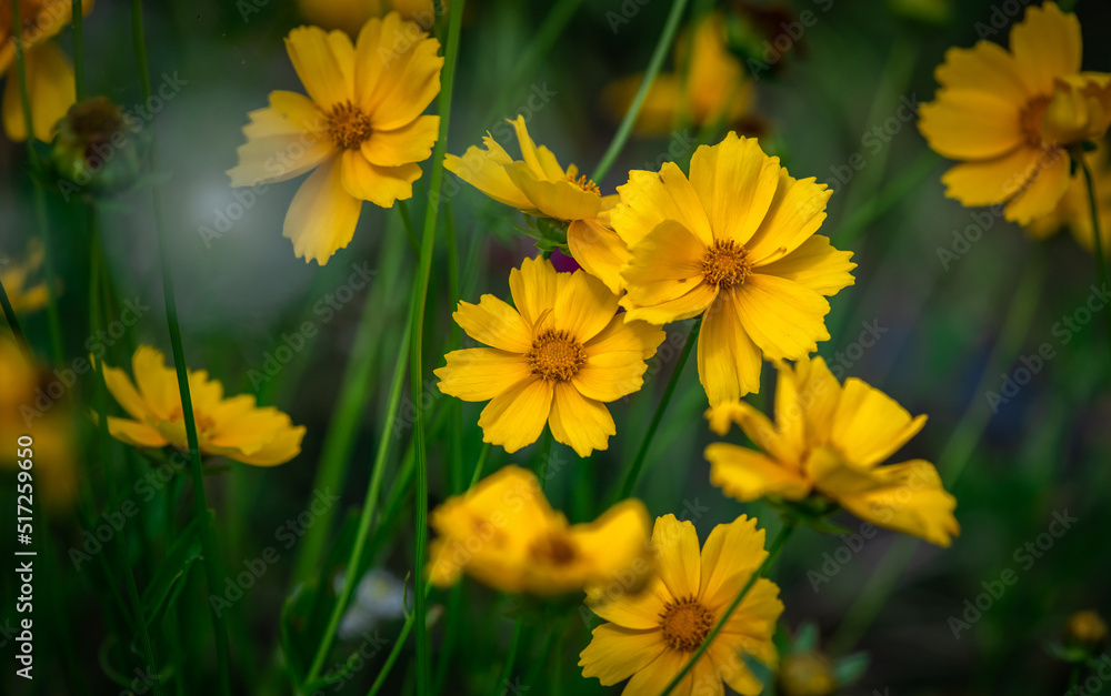 Nice summer yellow and red flowers with bee at sunny evening, macro nature and flora Nice summer yellow and red flowers with bee at sunny evening, macro nature and flora