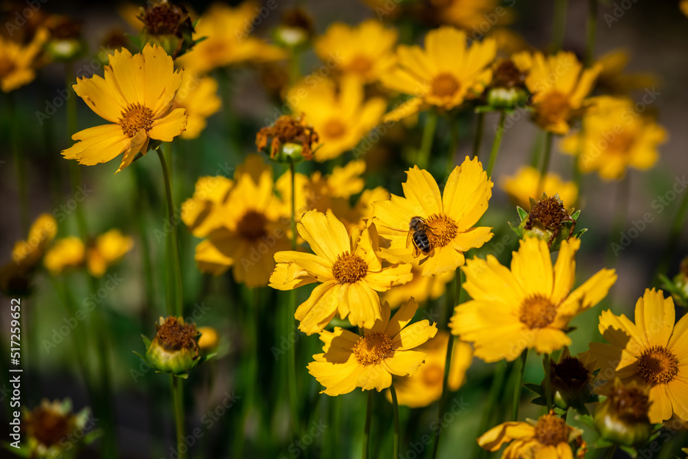 Nice summer yellow and red flowers with bee at sunny evening, macro nature and flora Nice summer yellow and red flowers with bee at sunny evening, macro nature and flora