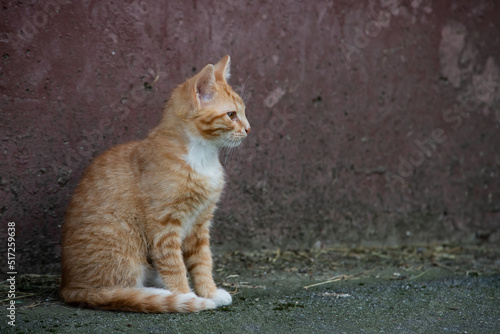 Little rusty kitty sitting near the old wall and looking forward, city animals