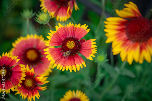 Nice summer yellow and red flowers with bee at sunny evening  macro nature and flora