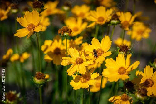 Nice summer yellow and red flowers with bee at sunny evening, macro nature and flora