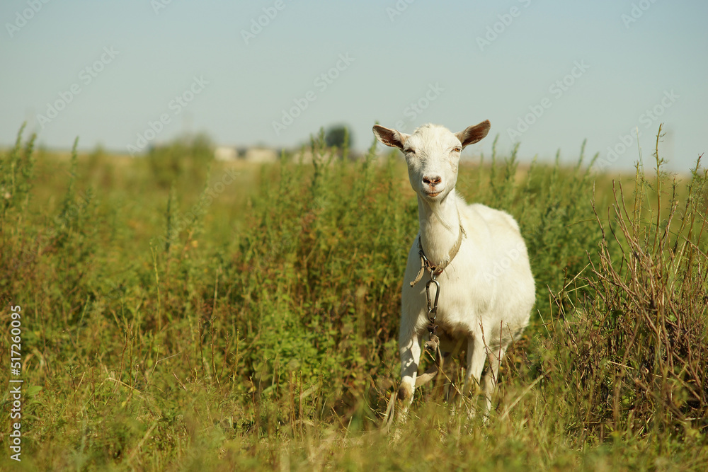 White goat grazing in a field on a leash White goat grazing in a field on a leash