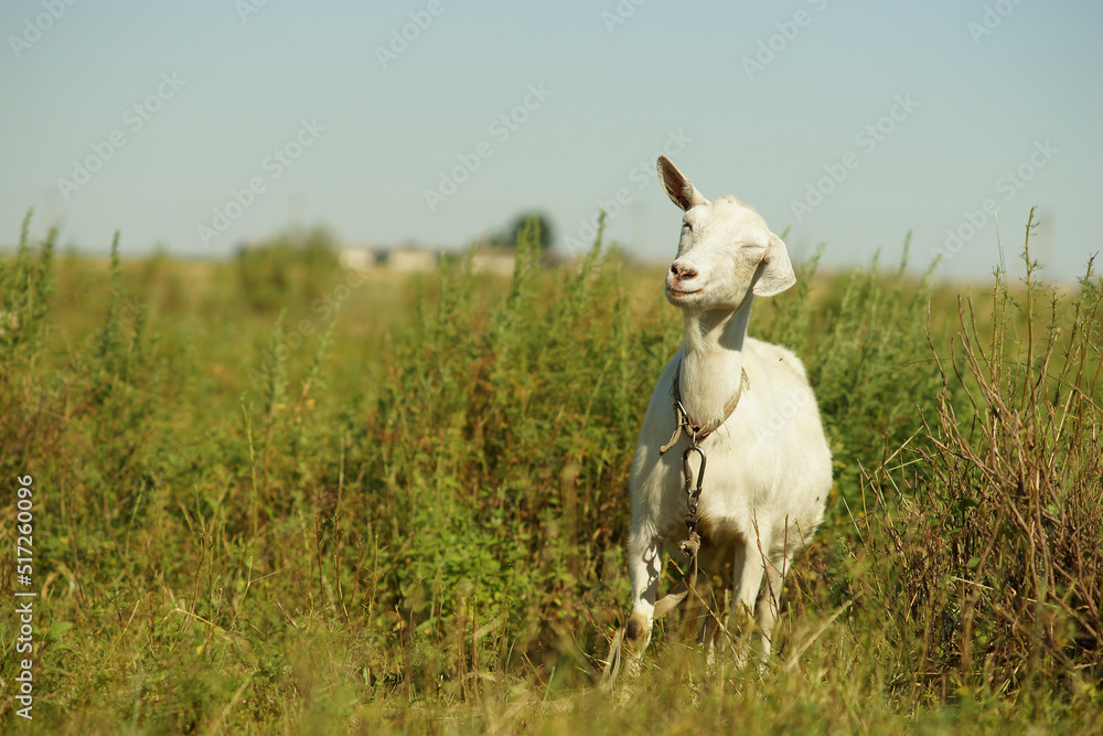 Obraz premium White goat brushing off flies in a field