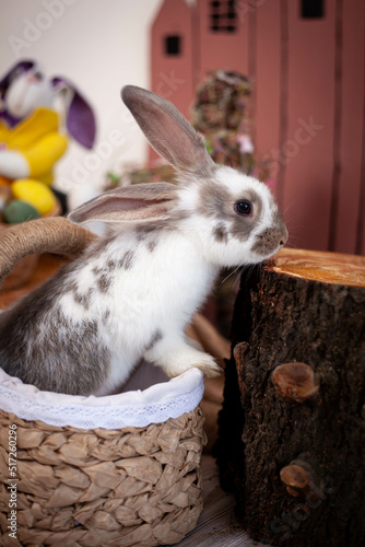 spotted rabbit sniffs white flowers