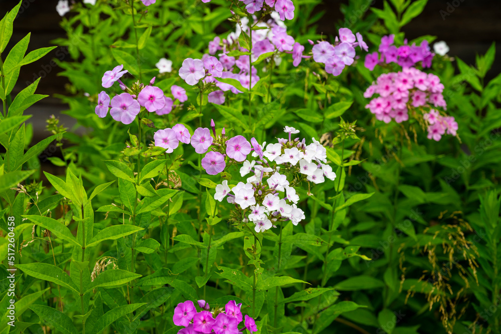 Flowers Wild phloxes. Multicolored flowers in the garden Flowers Wild phloxes. Multicolored flowers in the garden