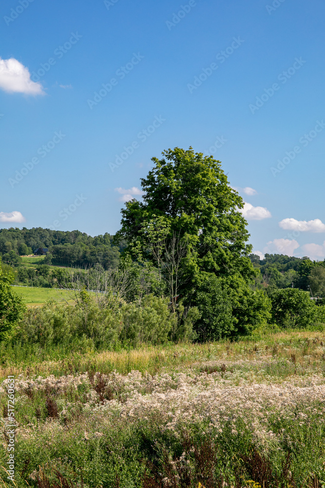 Tall Tree in the summer in a scrub field in Amish country, Ohio