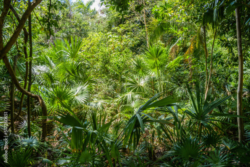 Jungle tropical forest with palms and trees  Playa del Carmen  Riviera Maya  Yu atan  Mexico