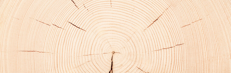 light stump texture, fresh saw cut wood background