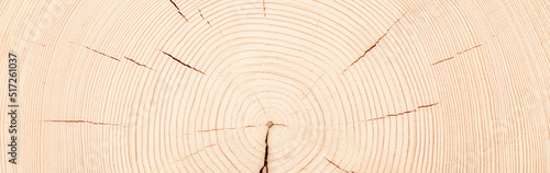 light stump texture, fresh ...