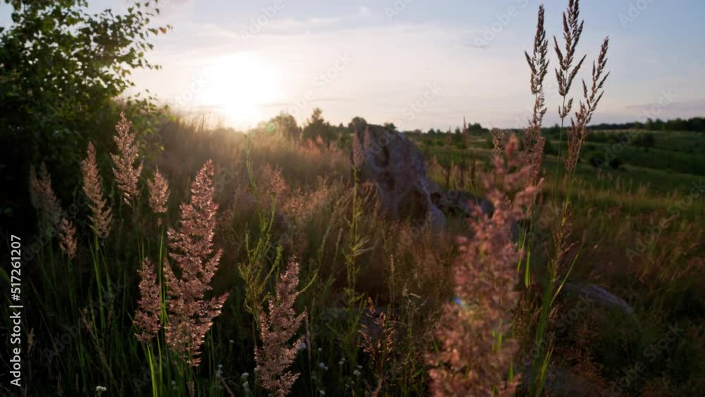 Dry long wild uncultivated grass in field at summer sunset light