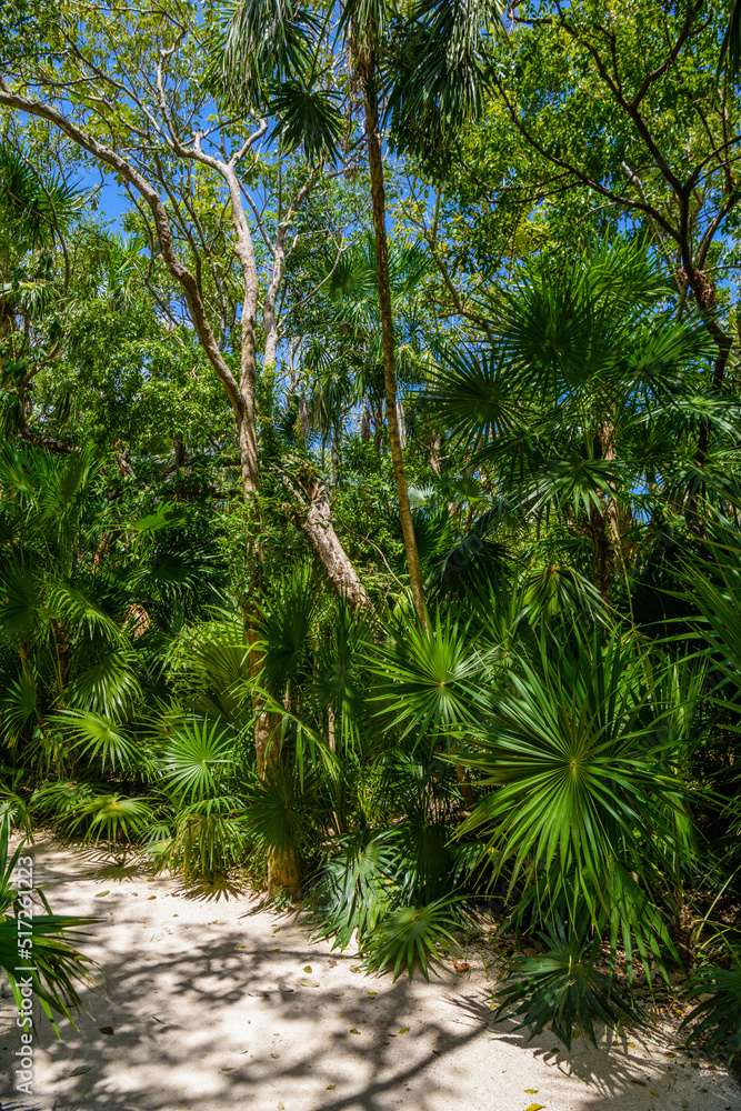 Walking trail path in rain tropical forest jungles near Playa del Carmen, Riviera Maya, Yu atan, Mexico Walking trail path in rain tropical forest jungles near Playa del Carmen, Riviera Maya, Yu atan, Mexico