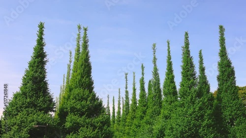 Rows of growing fresh green Gingko trees stand along Jingu Gaien Gingko Tree Avenue in springtime in Jingu Gaien, Chhiyoda Ward, Tokyo Japan on April 25, 2022. photo