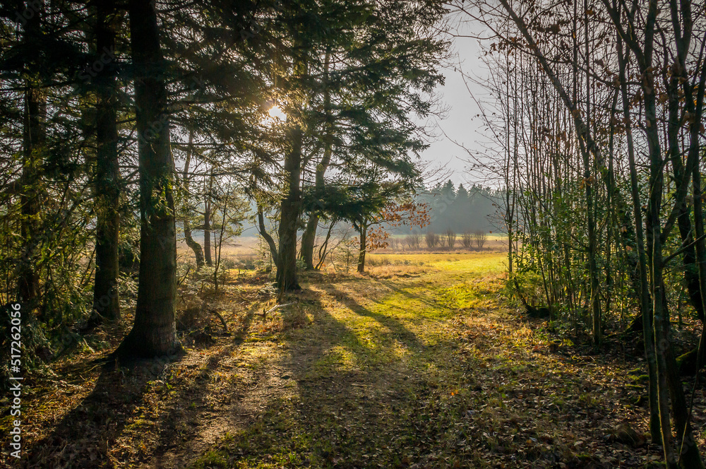 Fototapeta premium Wiese mit Sonne