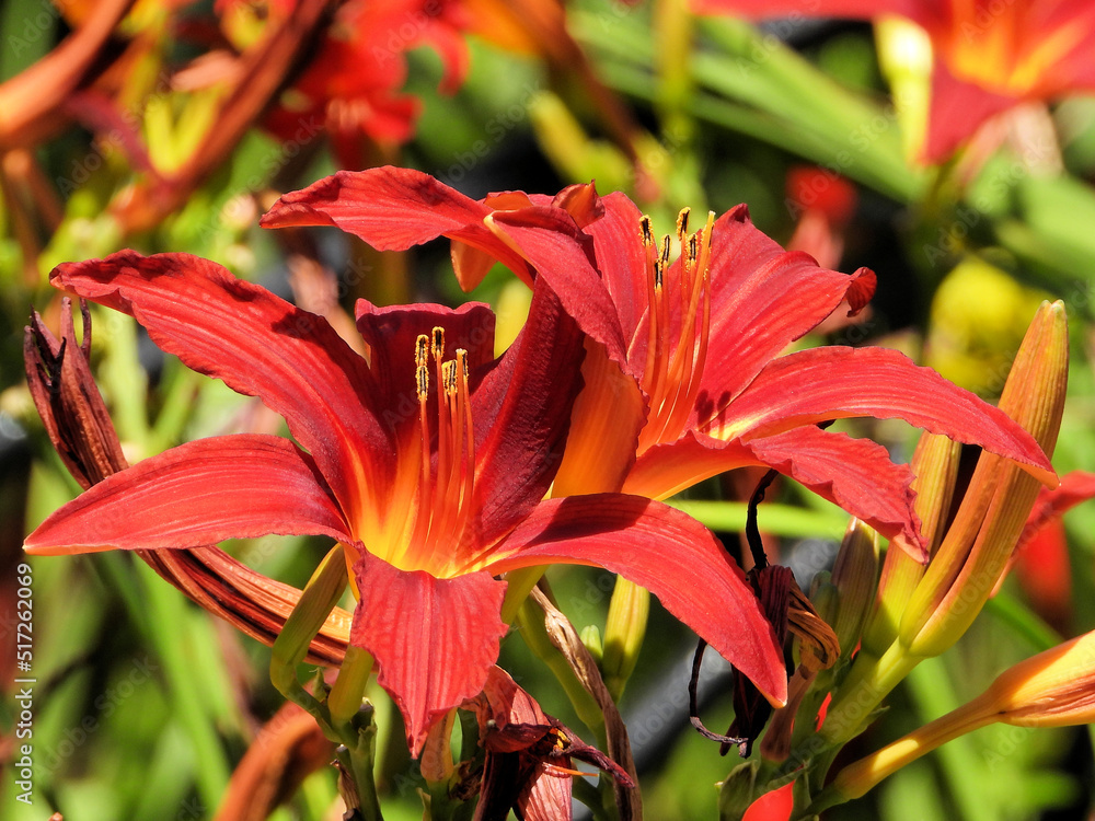 Fototapeta premium Always beautiful Orange Daylily flower