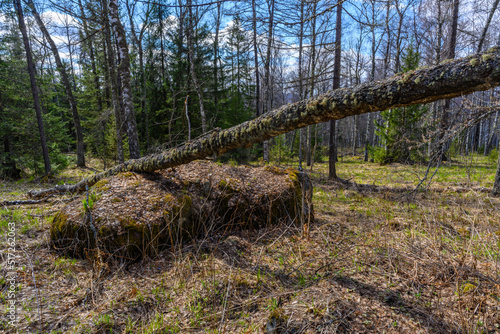 South Ural forest with a unique landscape, vegetation and diversity of nature.