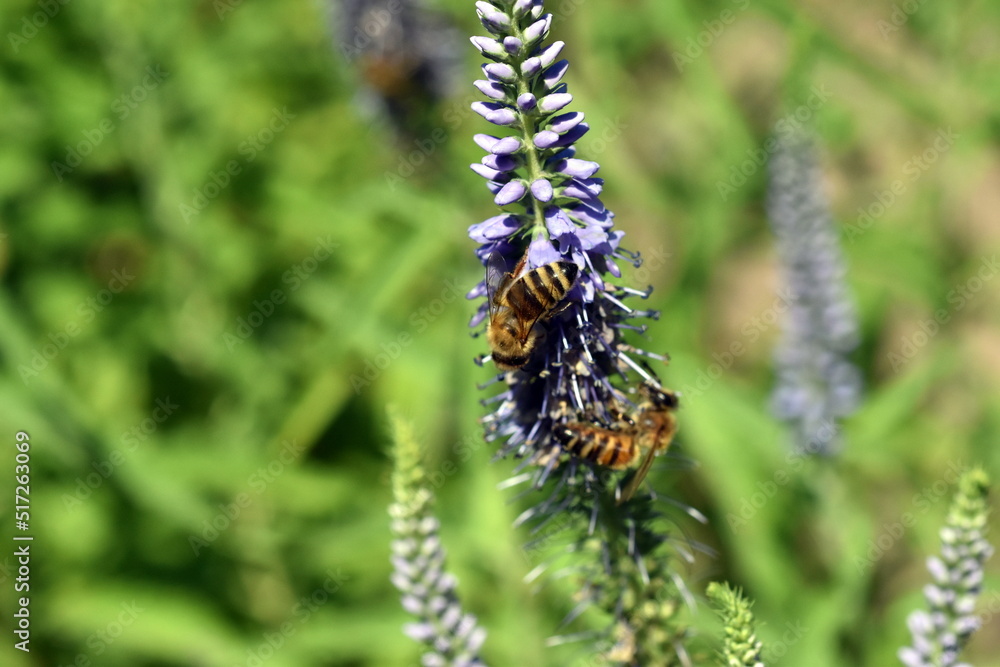 Biene auf einer blauen Blüte