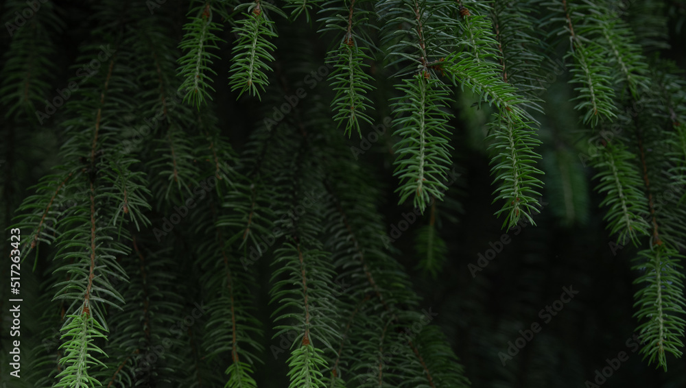 Spruce branches in the forest. Green needles on a dark background. Spruce branches in the forest. Green needles on a dark background.