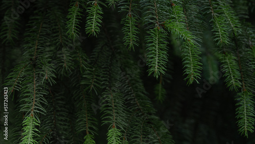 Spruce branches in the forest. Green needles on a dark background.