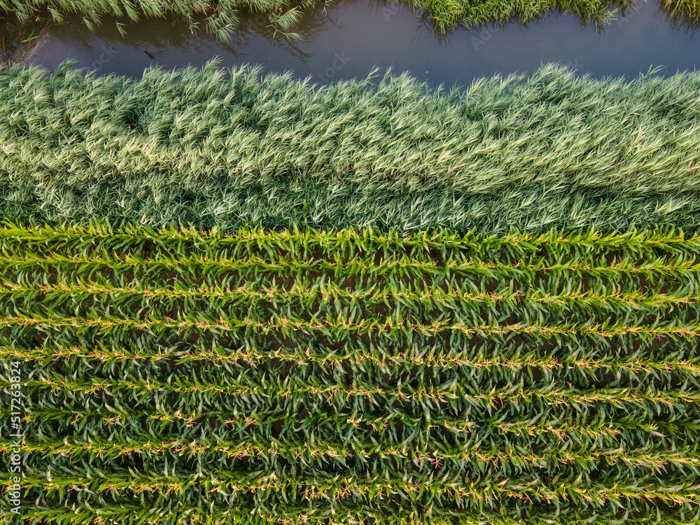 Abstract corn field from above with waving reed Abstract corn field from above with waving reed