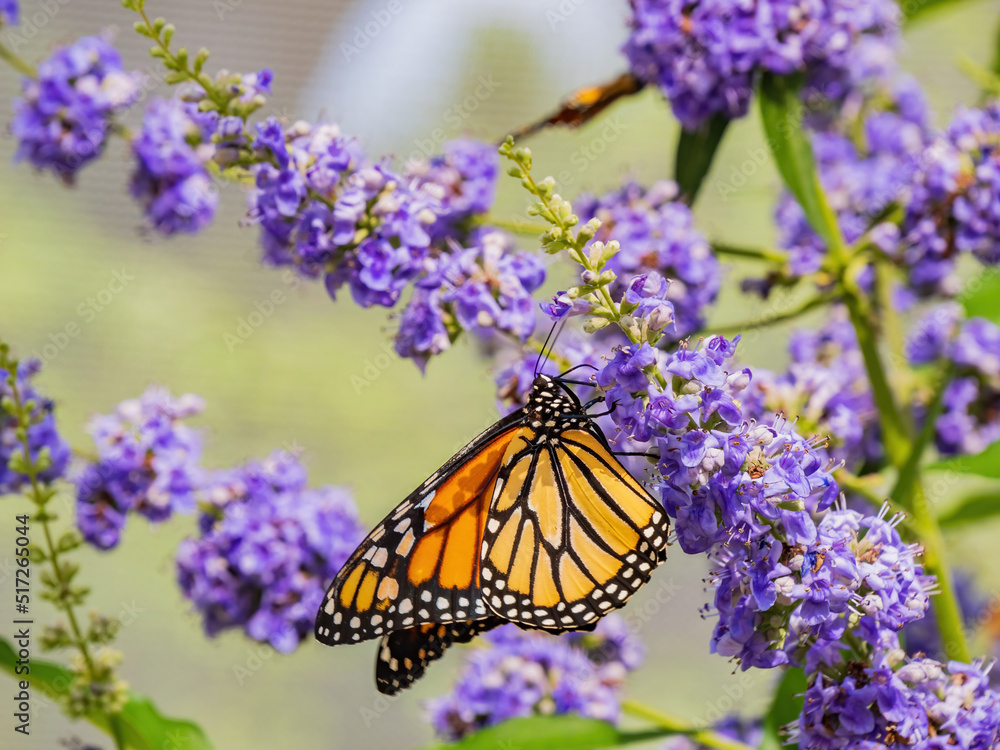 Obraz premium Close up shot of beautiful butterfly in Botanica, The Wichita Gardens