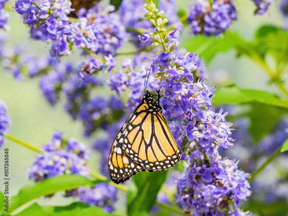Obraz premium Close up shot of beautiful butterfly in Botanica, The Wichita Gardens