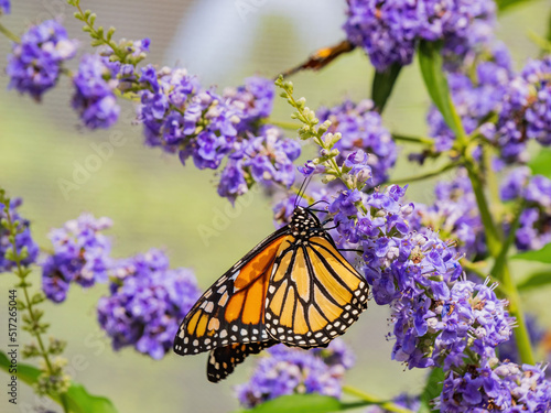 Photography Close up shot of beautiful butterfly in Botanica, The Wichita Gardens