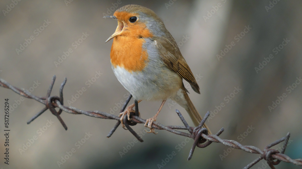 Robin Robin