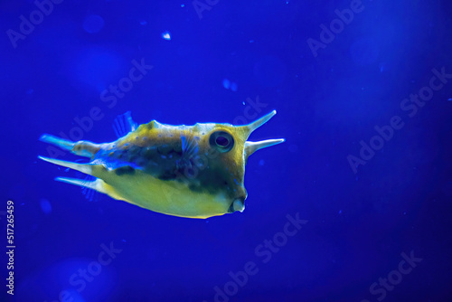 Long horn cow fish also called the horned boxfish, family ostraciidae , underwater sea life concept. funny tropical fish species from the indo-pacific ocean photo