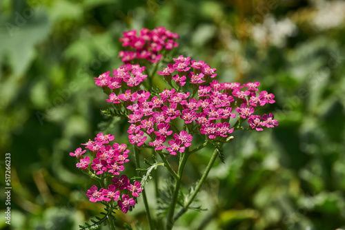 Common yarrow  lat. Achillea millefolium  is a perennial herbaceous plant  a species of the genus Yarrow  Achillea  family Asteraceae  or Compound flowers  Asteraceae . Yarrow blooms in the garden.