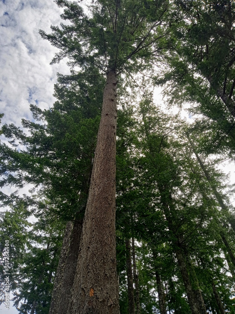 Fototapeta premium trees in the forest