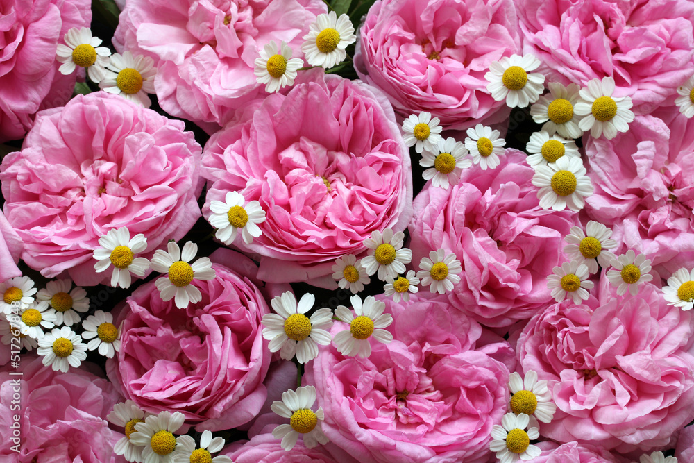 floral background with pink roses and daisies.