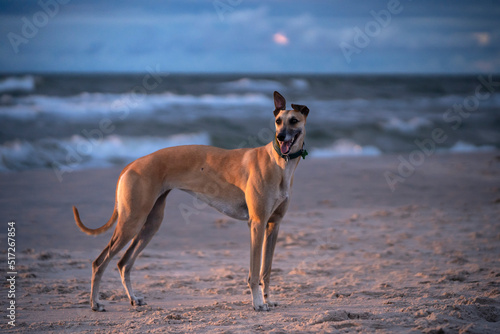 Pies rasy Greyhound stoi na plaży 