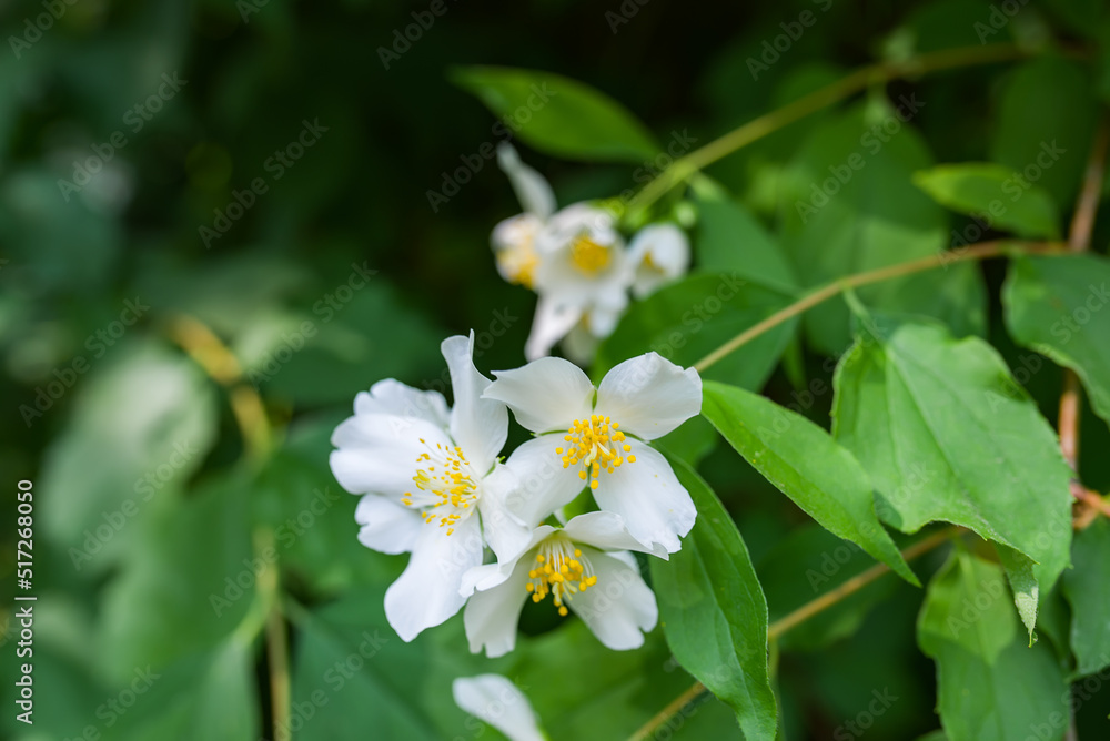 Sweetly scented white flowers of star jasmine or false jasmine climbing vine Sweetly scented white flowers of star jasmine or false jasmine climbing vine