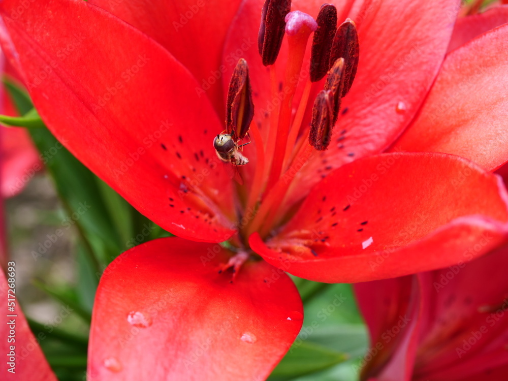 red and yellow flower