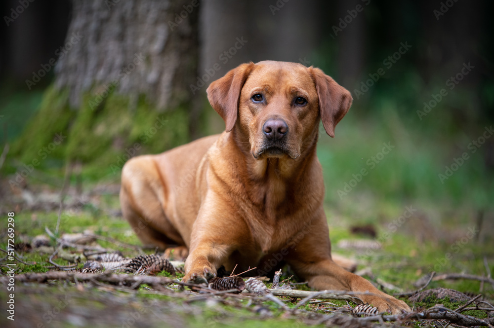 Serious red brown labrador dog in the forest