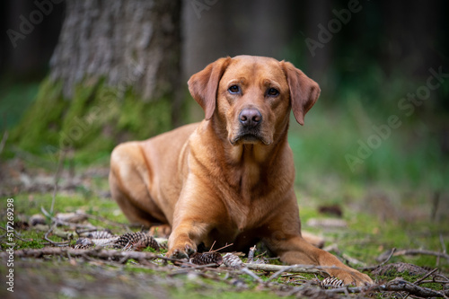 Serious red brown labrador dog in the forest