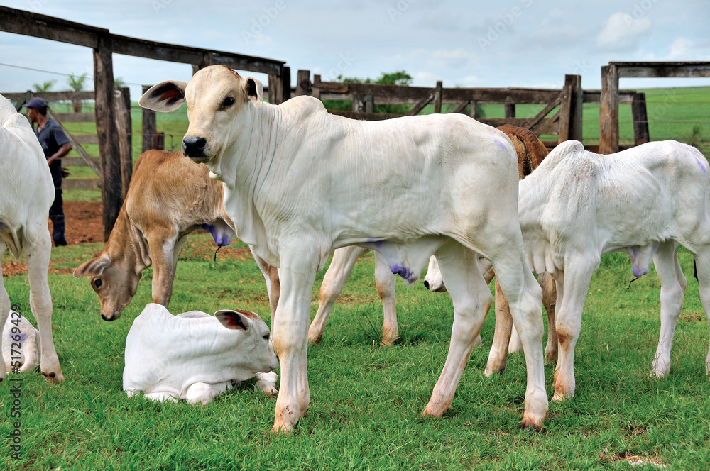 Bezerro Nelore no curral