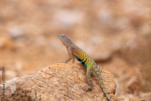 Male greater earless lizard, Cophosaurus texanus, in the Sonoran Desert. A colorful reptile native to the American Southwest in his natural habitat. Pima County, Tucson, Arizona, USA. photo